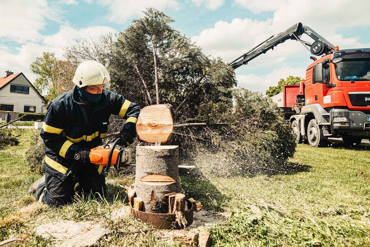 Large Tree Removal in Chisago City, MN